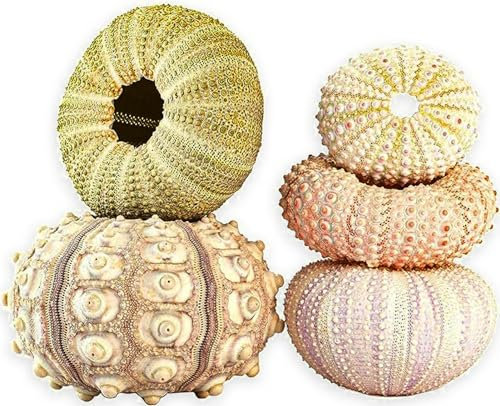 Maceta de Concha, 5 Unidades, Decorativa, Maceta Colgante de Aire, Erizo de mar, Concha, Planta Colgante no incluida, para Interior y Exterior, Techo, balcón, decoración de Pared