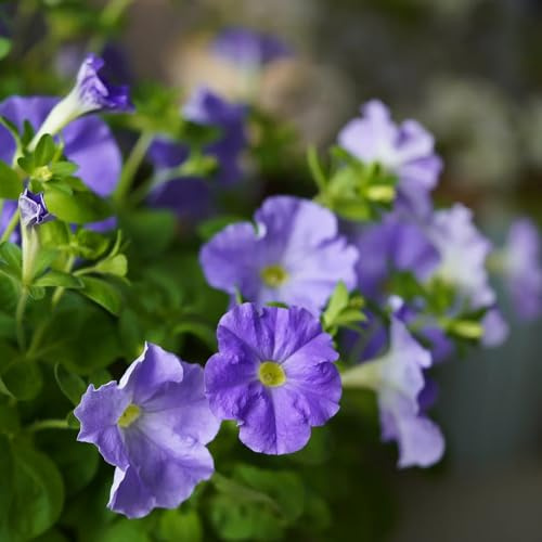 semi di petunia appesi Le da giardino roccioso sono resistenti di petunia petunia copertura del terreno, perenne rare, decorazione del soggiorno 550pcs