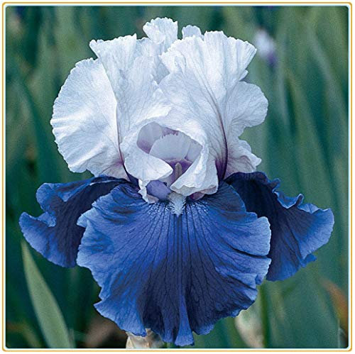 Iriszwiebeln – Wundervolle Regenbogengöttin-Blumen, beeindruckend für Hochzeiten, Bio-Pflanzen, die im Garten leicht zu züchten sind – 3 Bulbi