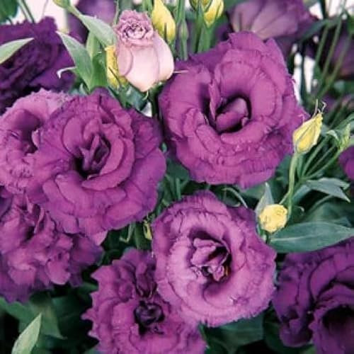100 Double Lilac Purple Lisianthus Seeds – Eustoma Double Flower – Perennial Garden Beauty