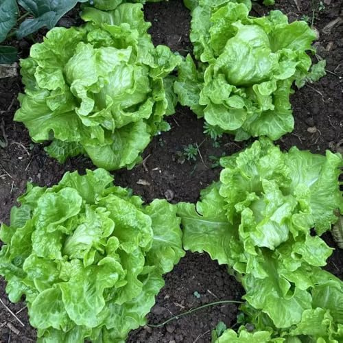 pflücksalatsamen winterhart,salat, kopfsalat garten deko für draußen 100pcs