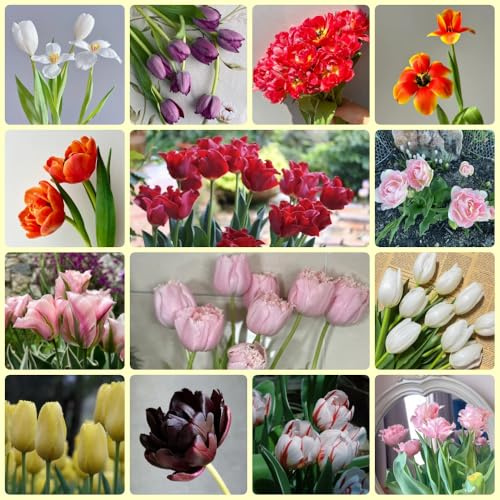 Bulbi di tulipani, del giardino acquistare bulbi di tulipano, bulbi da a precoce resistenti all'esterno 22pcs