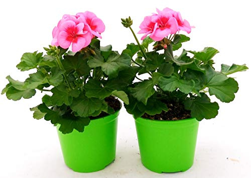 POWERS TO FLOWERS - GERANIO ZONALEHERCULES, PELARGONIUM, 2 PIANTE VASO 14, ROSA BICOLORE, piante vere