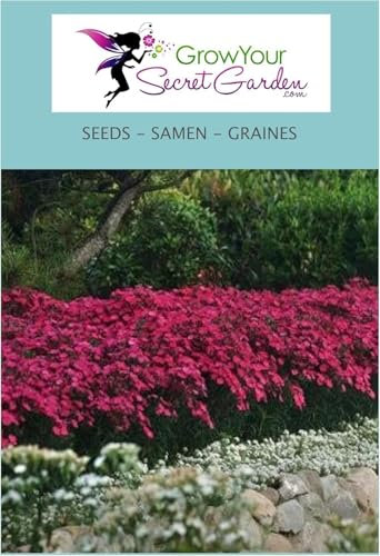 Dianthus deltoides - Oeillet à delta 100 Graines, vivace, couvre-sol, rocaille