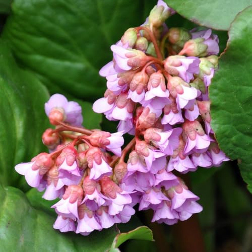 semillas de bergenia, perennes de bergenia de medicinales, Balcón con jardín 300pcs