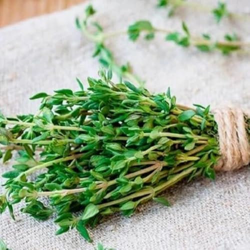 Semillas de Tomillo Común para Huerto Urbano Semillas Fáciles de Germinar