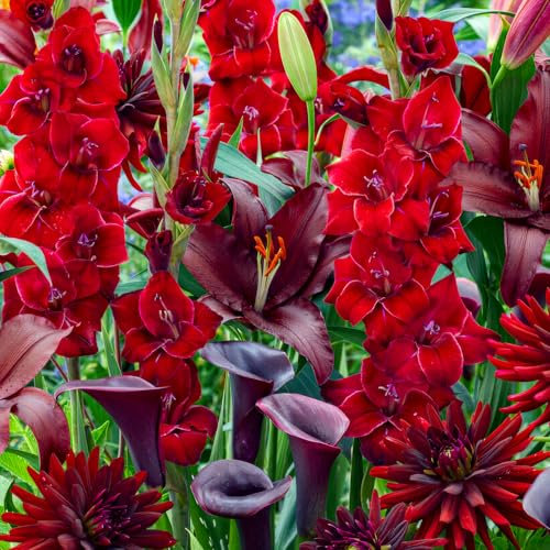 Fleurs d'été bulbes Red-Dark Collection - 25 pièces - Glaïeuls/Lys/Dahlias/Calla - vivaces mélange de bulbes - Qualité Néerlandaise - Pour jardin, pot et balcon