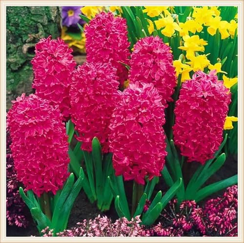 ,Hyazinthen Pflanzen Winterhart Hyazinthe Kaufen Hyazinthen Rhizome Hyazinthenzwiebel Winterhart MehrjäHrig,MehrjäHrige Knollenpflanze Im Topf Pflanzen-4zwiebeln-d