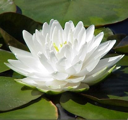 Ninfea 'Gonnere' – Pianta Acquatica Viva a Radice Nuda Fiore Bianco Doppio a Forma di Rosa – Per Laghetti e Stagni Ornamentali – Fioritura Estiva – Coltivata in Italia