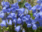 Zwerg-Glockenblume 70 Samen, Campanula cochleariifolia - mehrjährige