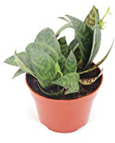 Black Pagoda (Lipstick Plant) - 4'' from California Tropicals