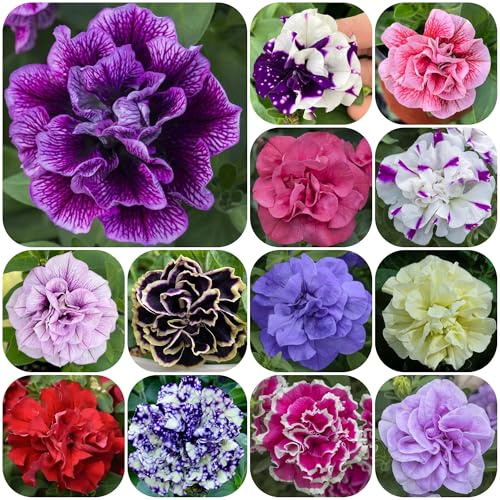 semillas de petunia colgando de perennes, decoración de otoño, petunia petunia de balcón con y resistentes, 220pcs