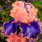 Iris Bulbi Rifiorente Lampadine Dell'Iride Il Rizoma è Grosso, Buon Drenaggio,Forte Adattabilità, Grandi Fiori Bellissimi, Forte Tolleranza Al Freddo, Preferisce Umidità Moderata, 4bulbi