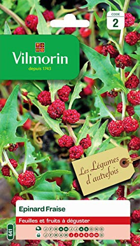 Vilmorin - Epinard Fraise - légume d'autrefois - Feuilles et Fruits à déguster - Ses Feuilles au goût de Noisette et Ses Fruits au goût de Betterave - Culture en Pot - Hauteur de la Plante 1m