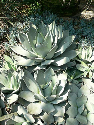 Portal Cool Agave parryi - 15 Semi