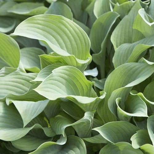 6x Hosta 'Krossa Regal' – Godet 9x9cm | Port dressé élégant, feuillage bleu-gris