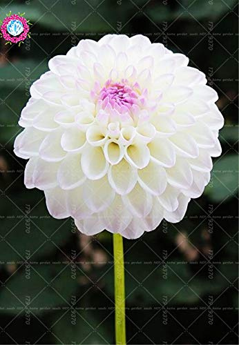 Graines De Fleurs De Dahlia Fraîches À Planter En Blanc Ensemble De 100 Pièces