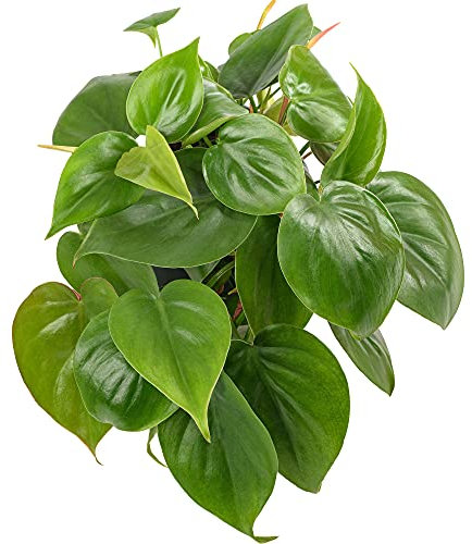 Philodendron scandens | Fast Growing Climber | 15cm Hanging Sweetheart Plant
