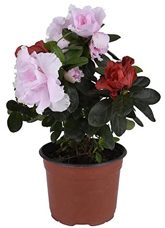 Azalea Natural Planta de Exterior o Interior