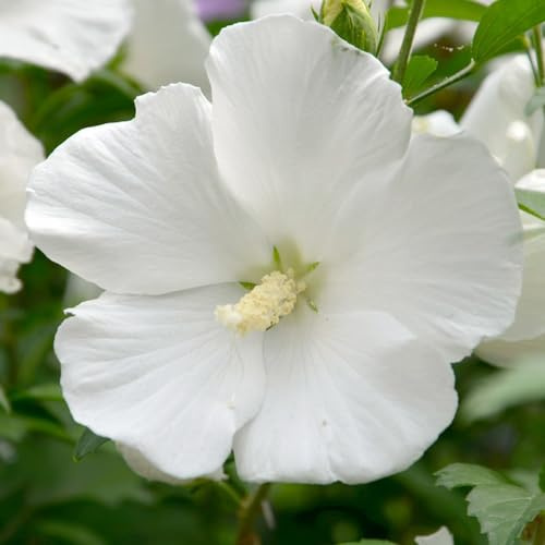 semillas de malva real - malvas reales de ornamentales malva loca jardín balcón resistentes en exteriores ornamentales 900semillas