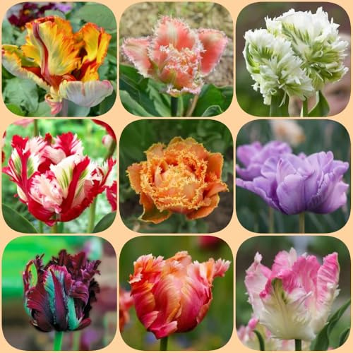 Bulbos de tulipán, de verano Decoraciones jardín exteriores resistentes jardines rocas resistentes jardineros balcón jardín 6pcs