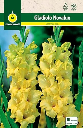 Mascarell Semillas, GLADIOLO NOVALUX, Semillas Bulbosas, Bulbos de Flores Primavera Fácil de Cultivar, Bolsa 10 Bulbos