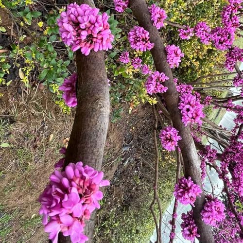 200 pcs Judasbaum Winterhart Kaufen Samen, exotische pflanzen winterhart, pflanzen züchten Cercis chinensis, Chinese Redbud, gartenpflanzen winterhart deko büro blumensamen bienenwiese