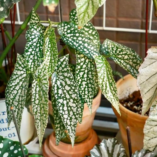 Forellenbegonie Pflanze Samen, gartenpflanzen Begonia maculata, pflanzen samen indoor plants, bio saatgut wohnzimmer deko winterharte pflanzen für garten zimmer pflanze immergrüne 200pcs