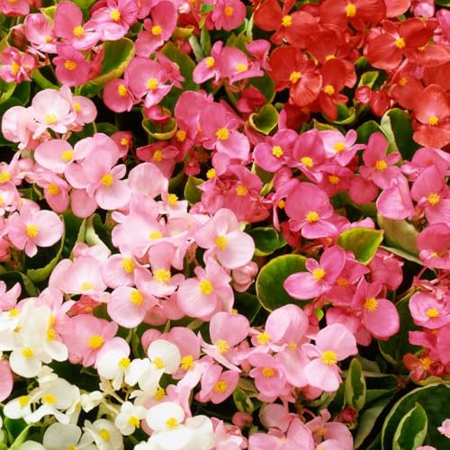 Carbeth Plants Begonia Green Leaf Mixed Bedding Plants 1 x 6 Pack - Compact Summer Flowering Plants for UK Gardens - Outdoor Garden Ready Flowers - Perfect for Borders, Pots & Hanging Baskets