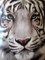 YISUMEI Decke 150x200 cm Kuscheldecken Sanft Flanell Weich Fleecedecke Bettüberwurf Weißes Gesicht Tiger