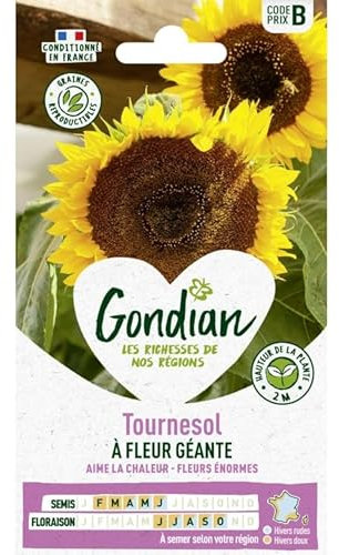 Gondian - Tournesol a fleur géante