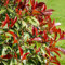 100 semi di pianta di Photinia rossa