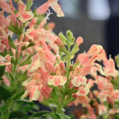 salbeisamen teingartenpflanzen winterhart gartenblumen salbei bio frühlingsblumen wildblumensamen wildkräuter blumenwiese blumensamen balkon küchenkräuter 160samen