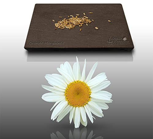 150 graines Fleurs à semer - Le Grenier d'Abondance - MARGUERITE Blanche - Chrysanthemum Leucanthemum