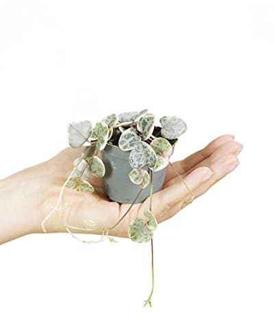 PLNTS - Baby Ceropegia Ceropegia Woodii Variegata - Zimmerpflanze - Echte Pflanzen für Drinnen - 6cm Topf - Höhe 10cm