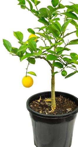 Limonero Árbol Frutal Naturaleza en tu Hogar Directo de la Tierra