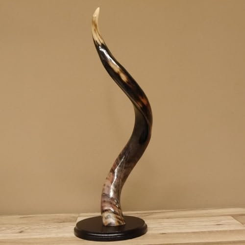 GTK Geweihe & Trophäen Krumholz Kudu 80.20.5.4 - Cuerno exterior (1 unidad, 50 cm, pulido), color brillante