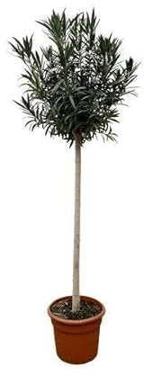 Nerium Oleandro su gambo con fiore rosso - 170 cm - Ø 40