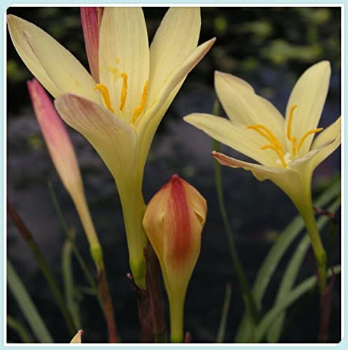 Lirio de Lluvia Rízoma,Robusto-Verdadero,Natural, Delgado, Fresco, bulbo de Zephyranthes-5 bulbo