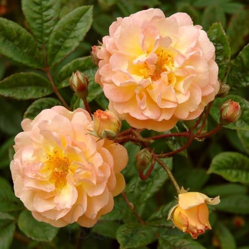Peter Beales Roses UK Ghislaine De Feligonde Rambling Rose, Orange-Yellow, UK, Climbing Rose, Fragrant, Repeat Flowering, Outdoor