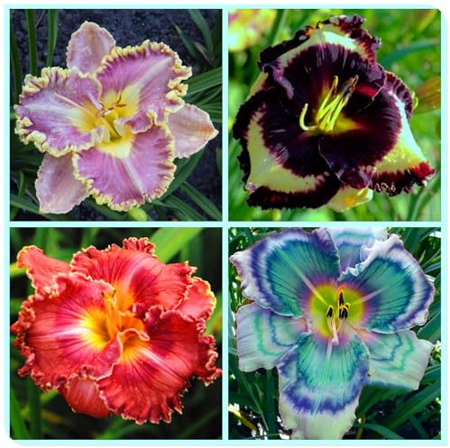 Bulbos de Hemerocallis - Matas Voluminosas y Decorativas - Ideal para Borduras Soleadas-5 Bulbos
