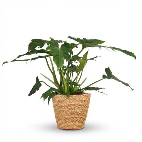 Philodendron - Philodendron Lacerum - Grön - Låg skötsel - med korg - 55-65cm - Ø19cm - Krukväxt - Vintergrön