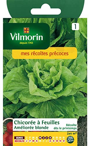 Vilmorin - Sachet graines Chicorée à feuilles améliorée blonde