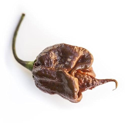 Pepper Joe’s Trinidad Scorpion Chocolate Cappuccino Pepper Seeds ­­­­­– Pack of 10+ Rare Superhot Chili Pepper Seeds – USA Grown ­– Premium Cappuccino Scorpion Seeds for Planting