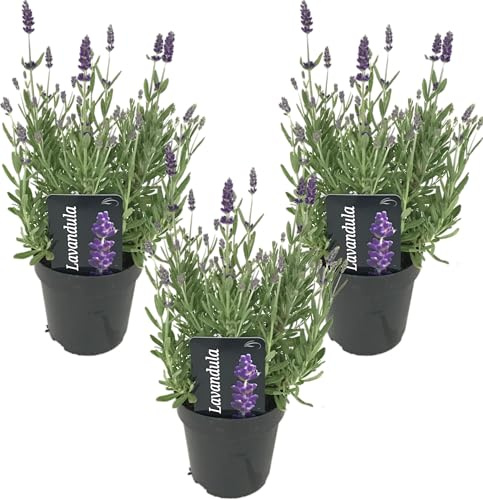 Bloomique - Lot de 3 - Lavandula Angustifolia - Plante de lavande - Plantes de jardin - Résistante au gel - Hauteur 20-25 cm - Pot 12 cm