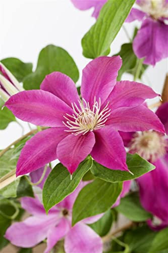 Clematis Hybrid 'Comtesse de Bouchaud' 150-200 cm - Waldrebe, rosa Blüten, Blütezeit Juni-September, ideal für Rankgerüste, pflegeleicht und winterhart
