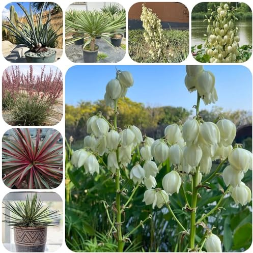 Semi di Yucca Filamentosa di Giglio di Palma, semi di regali per giardinieri semi biologici vecchie varietà da balcone esotiche 60pcs