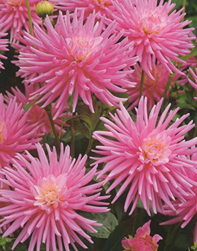 Zwerg Dahlie Park Princess Knolle Blumenzwiebel (1)