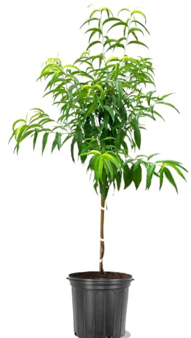 American Plant Exchange Peach Tree 'Contender' – 5-Gallon Pot – Live Fruit-Bearing Tree, Cold-Hardy, Juicy & Sweet Yellow Peach Harvest for Home Orchards, Backyard Gardens & Edible Landscapes