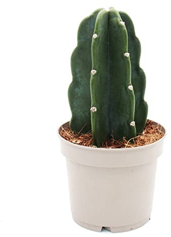 Cuddly Kaktus Der Kaktus zum Kuscheln ohne Stacheln Neuheit 12cm Topf